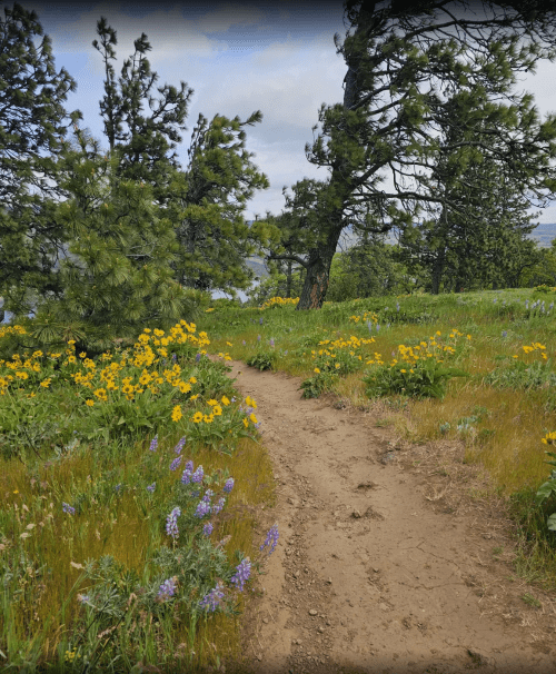 A winding dirt path through a vibrant meadow filled with yellow and purple wildflowers, surrounded by tall trees.