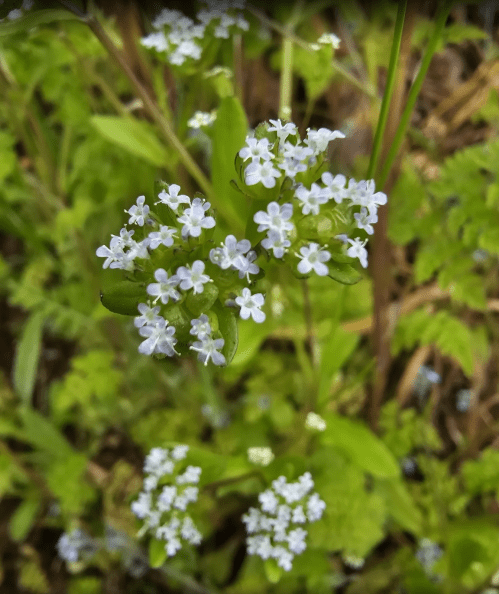 A cluster of small, delicate blue flowers surrounded by green leaves and grass.