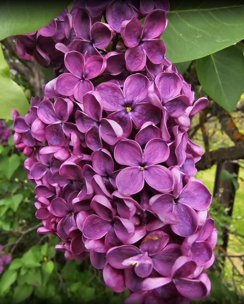 A cluster of vibrant purple lilac flowers surrounded by green leaves.