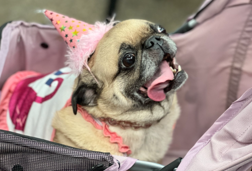 A happy pug wearing a party hat and a pink outfit, sitting in a stroller with its tongue out.