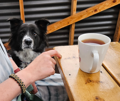 A person sits at a wooden table with a cup of tea, while a black and white dog looks curiously at the camera.