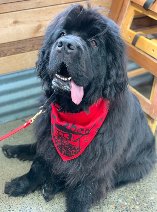 A fluffy black dog wearing a red bandana sits happily, tongue out, in a cozy indoor setting.