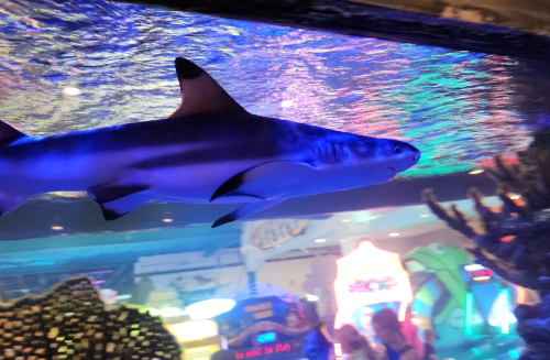A shark swims in an aquarium, with colorful lights reflecting on the water's surface and people in the background.