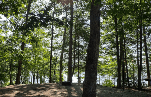 A serene forest scene with tall trees and a glimpse of water in the background, dappled sunlight filtering through the leaves.
