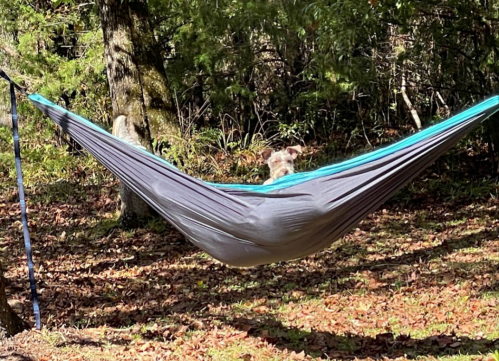 A hammock suspended between trees in a forest, with a dog peeking out from inside.