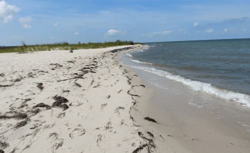 A sandy beach with gentle waves, seaweed, and grassy dunes under a blue sky with scattered clouds.