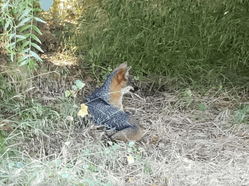 A small fox sits in a grassy area, partially hidden among the foliage and dry grass.