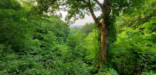 Lush green forest with a tall tree, dense foliage, and a distant view of rolling hills under a soft sky.