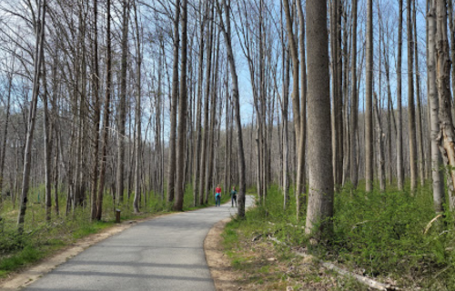 Two people walk along a winding path through a forest of tall, bare trees and green underbrush on a clear day.