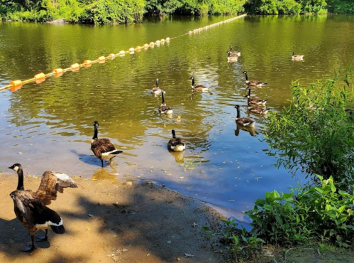 A serene pond with several geese swimming and resting near the shore, surrounded by lush greenery.