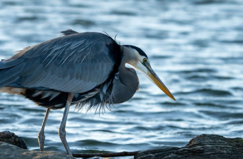 A great blue heron stands by the water, poised and focused, with its long neck and beak extended.