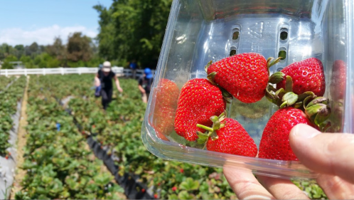 A hand holds a container of fresh strawberries in a field, with people picking berries in the background.