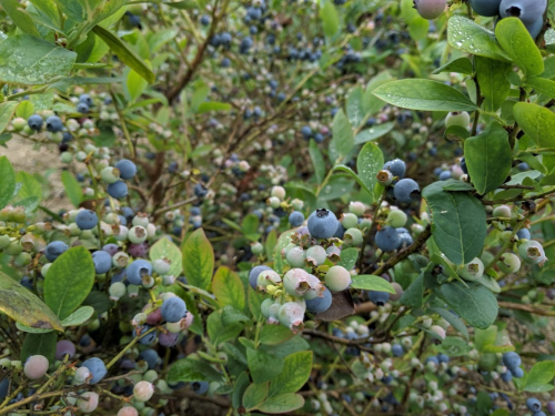 A close-up of a blueberry bush with clusters of green, pink, and ripe blue berries among lush green leaves.