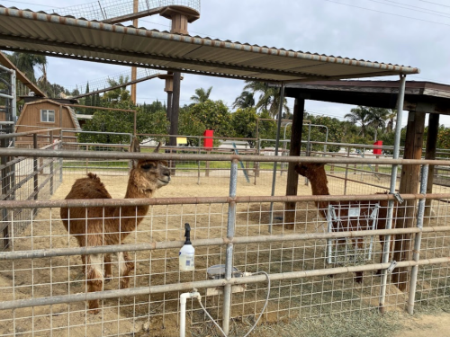 Two llamas stand in a fenced enclosure with a shelter, surrounded by sandy ground and palm trees in the background.