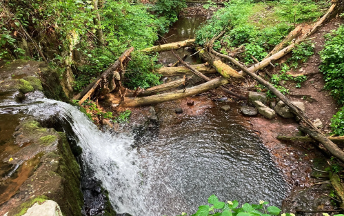 A serene forest scene featuring a waterfall cascading into a calm pool, surrounded by lush greenery and fallen logs.