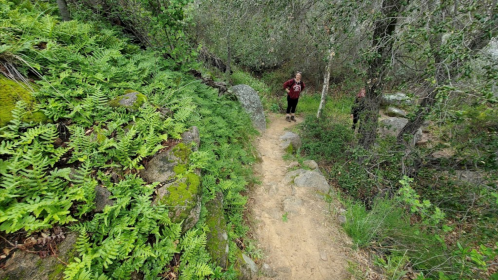 A person walks along a narrow dirt path surrounded by lush green ferns and trees in a forested area.