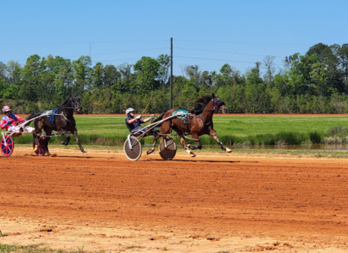 Two harness racing horses compete on a dirt track under a clear blue sky, surrounded by green trees.