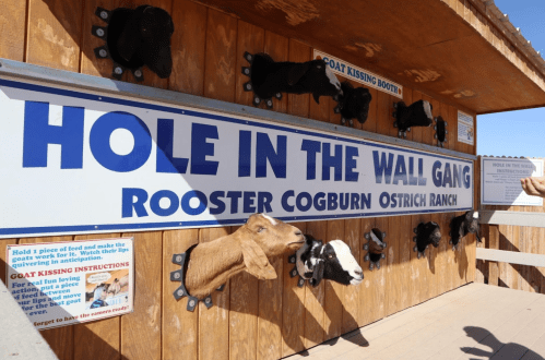 Sign for "Hole in the Wall Gang" at Rooster Cogburn Ostrich Ranch, featuring goat kissing booths.
