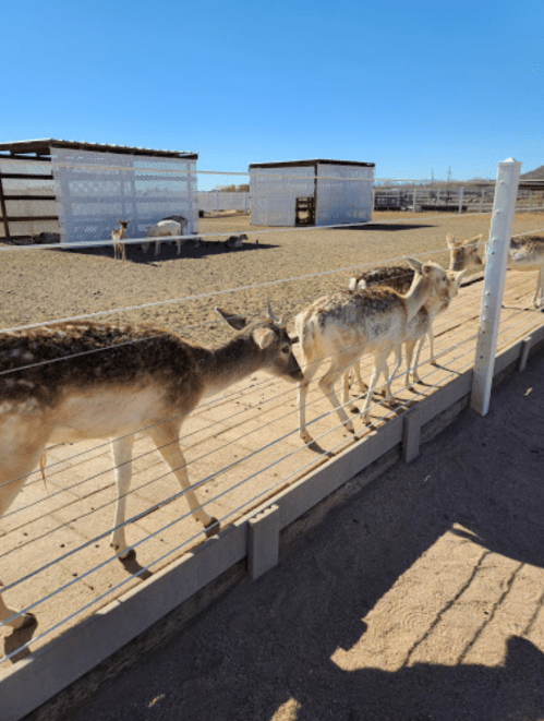 A group of deer walking along a fence in a sunny, open area with structures in the background.