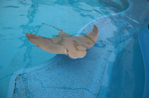 A stingray glides gracefully over a blue pool surface.