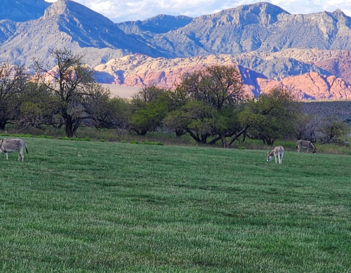 A scenic landscape featuring grazing donkeys in a green field, with mountains in the background under a clear sky.