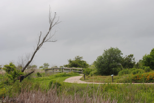 A winding path through a lush landscape with a dead tree and a cloudy sky in the background.