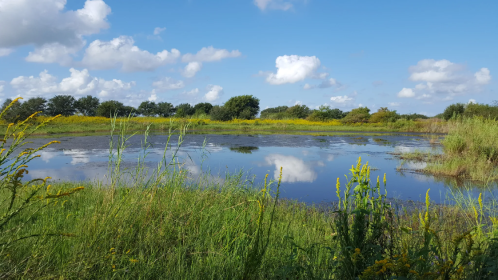 A serene wetland scene with calm water reflecting clouds, surrounded by lush greenery and wildflowers under a blue sky.