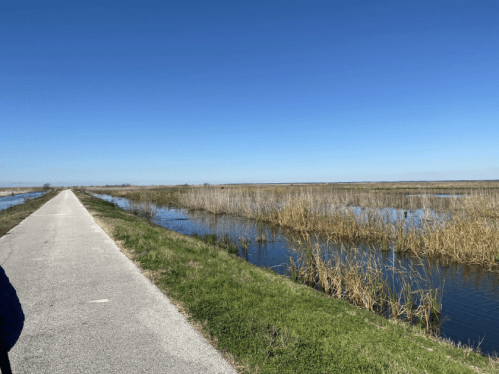 A wide path beside a calm waterway, surrounded by tall grasses under a clear blue sky.