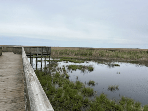 A wooden boardwalk extends over a marshy area with water and tall grasses under a cloudy sky.