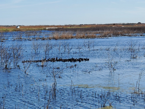 A serene wetland scene with water, sparse vegetation, and a group of dark birds resting on a small island.