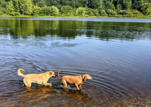 Two dogs wade through shallow water by a serene lake, surrounded by lush greenery.