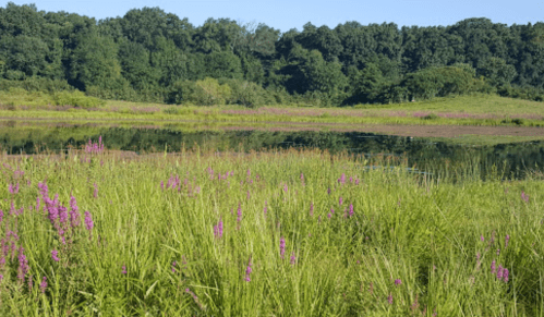 A serene landscape featuring a grassy field with purple flowers, reflecting a lush green forest in a calm water body.