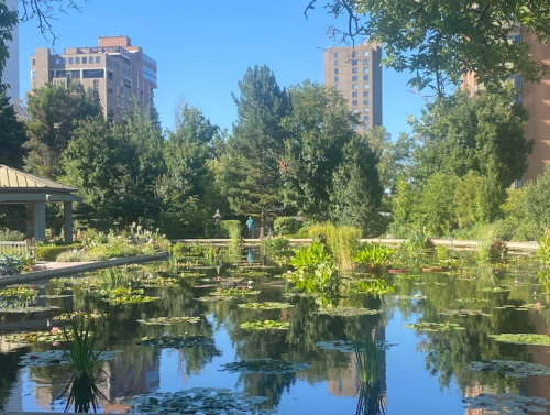A serene pond surrounded by lush greenery and buildings in the background, reflecting the clear blue sky.