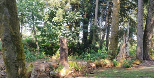 A serene forest scene with tall trees, stumps, and lush greenery under soft sunlight.