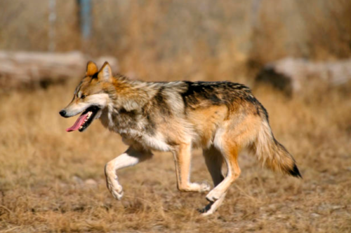 A wolf running through a dry, grassy area, with its tongue out and fur glistening in the sunlight.