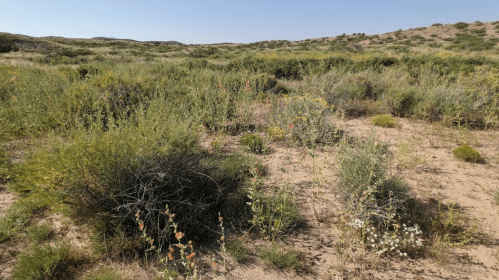 A desert landscape with various shrubs and wildflowers scattered across sandy terrain under a clear blue sky.