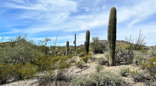 A desert landscape featuring tall cacti, sparse vegetation, and a blue sky with wispy clouds.