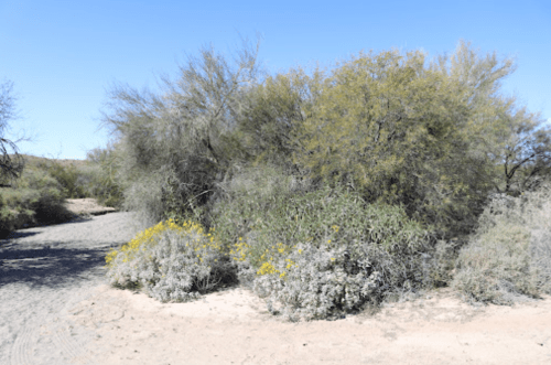 A desert landscape featuring shrubs and small trees against a clear blue sky.