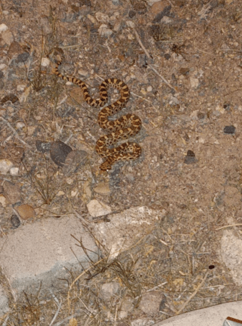 A coiled snake with a patterned body resting on rocky, sandy ground surrounded by sparse vegetation.