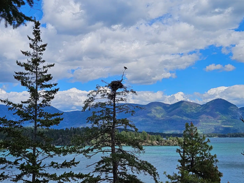 A scenic view of mountains and a lake, with trees in the foreground and a bird perched on a nest atop a tree.