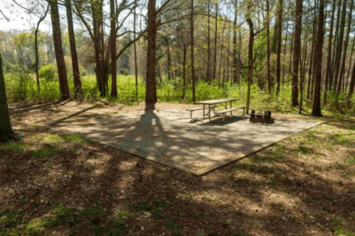 A picnic area with a table and grill, surrounded by trees and greenery in a serene outdoor setting.