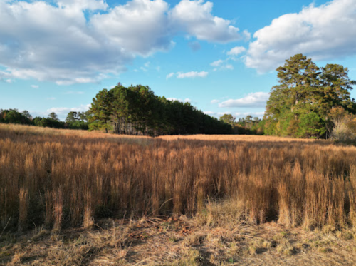 A wide, open field with tall, dry grass and a backdrop of trees under a blue sky with scattered clouds.