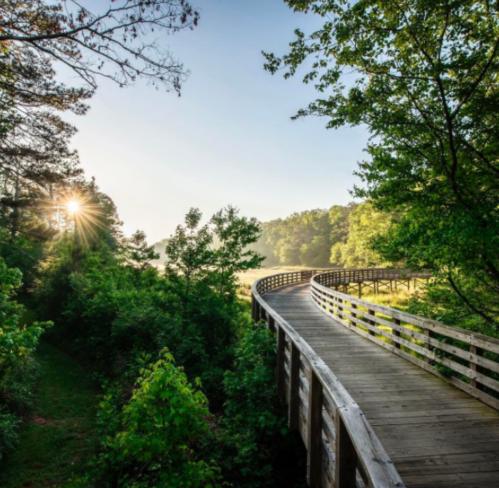 A winding wooden boardwalk through lush greenery, with sunlight filtering through trees in the background.