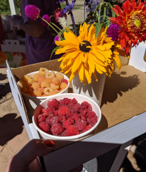 A hand holds a tray with two cups of berries and a bright yellow flower among colorful blooms.