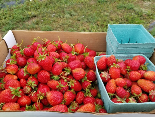 A cardboard box filled with fresh, ripe strawberries, with some in a small green container beside it.