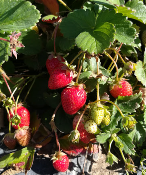 A cluster of ripe and unripe strawberries growing among green leaves.