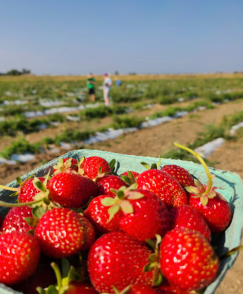 A close-up of fresh strawberries in a basket, with people harvesting in a field under a clear blue sky.