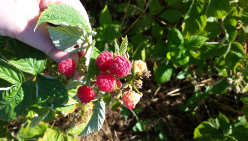 A hand holding a cluster of ripe and unripe raspberries among green leaves.