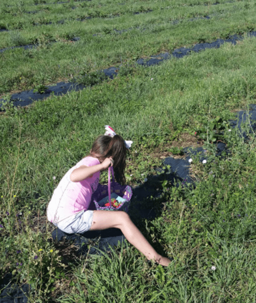 A child crouches in a grassy field, picking berries and placing them in a colorful basket.