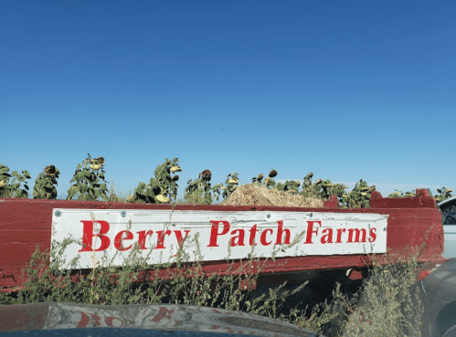Sign for Berry Patch Farms with sunflowers in a field under a clear blue sky.
